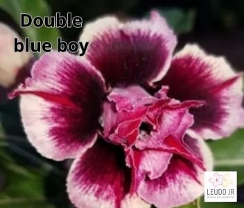 DOUBLE BLUE BOY ENXERTO