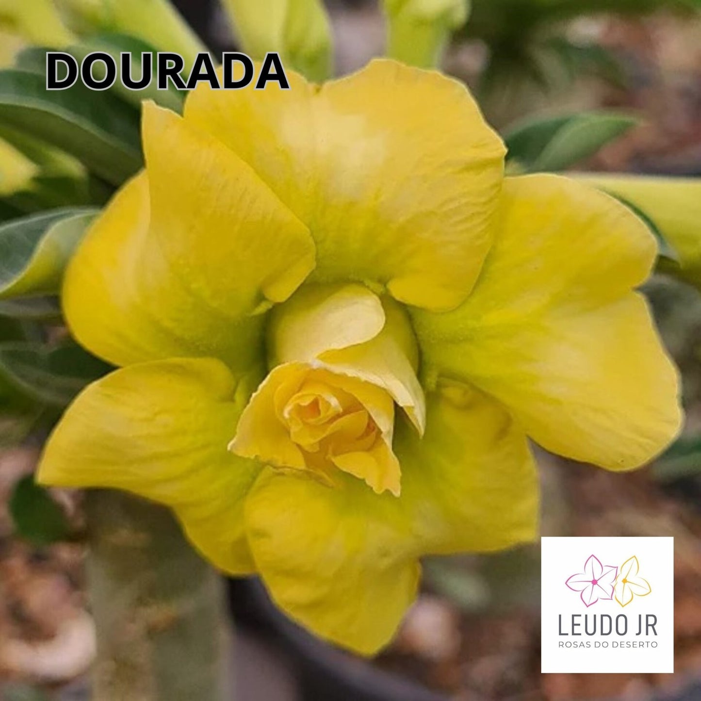 DOURADA ENXERTO