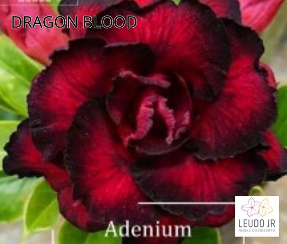 DRAGON BLOOD ENXERTO
