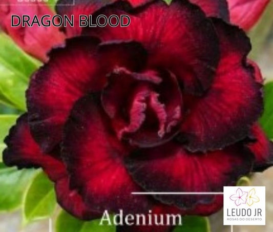 DRAGON BLOOD ENXERTO