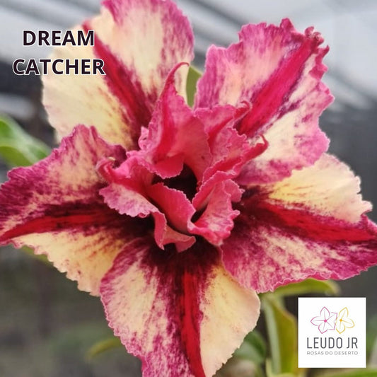 DREAM CATCHER ENXERTO