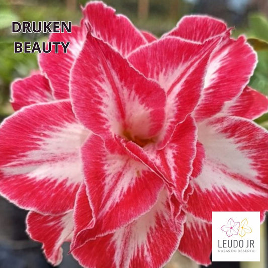 DRUNKEN BEAUTY ENXERTO