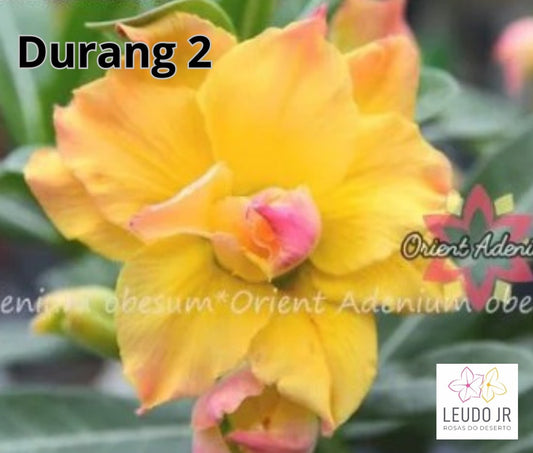 DURANG 2 ENXERTO