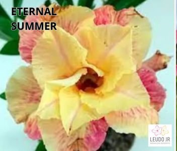 ETERNAL SUMMER ENXERTO