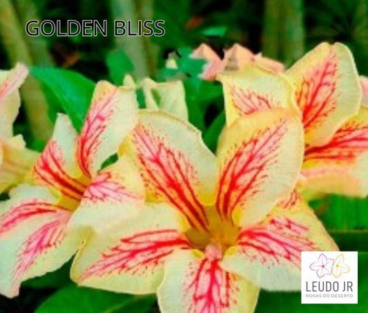 GOLDEN BLISS ENXERTO