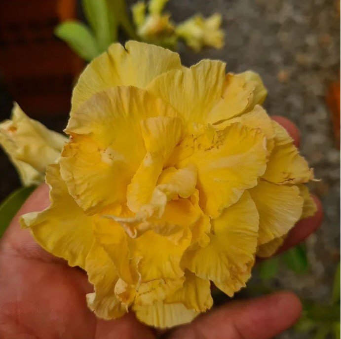 GOLDEN DRAGON ENXERTO