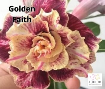 GOLDEN FAITH ENXERTO