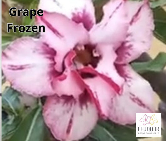 GRAPE FROZEN ENXERTO