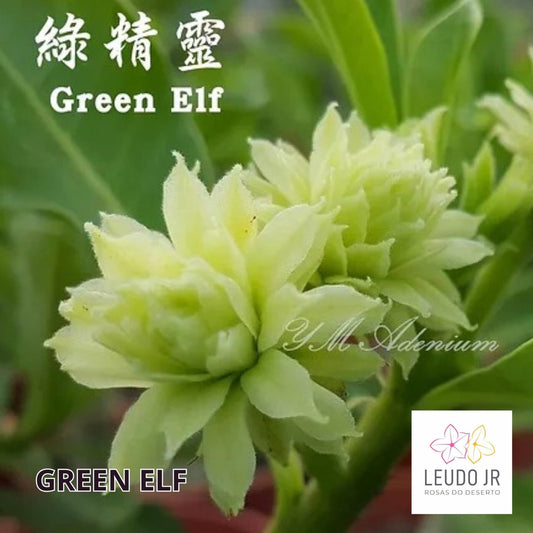 GREEN ELF ENXERTO