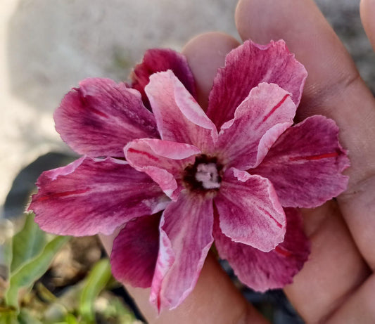 PURPLE MATTE ENXERTO