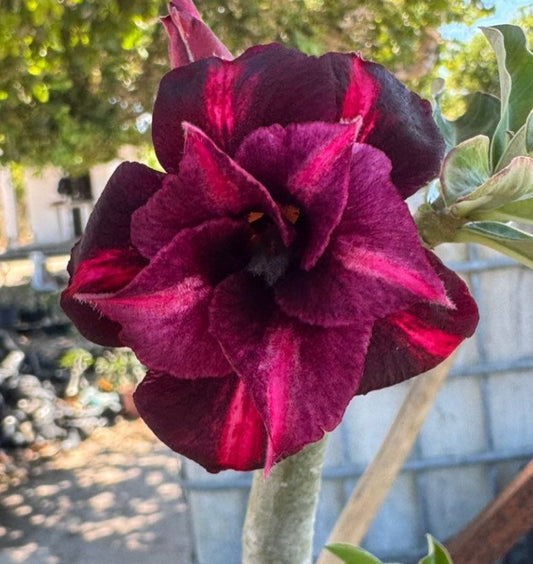 CAIENA ENXERTO