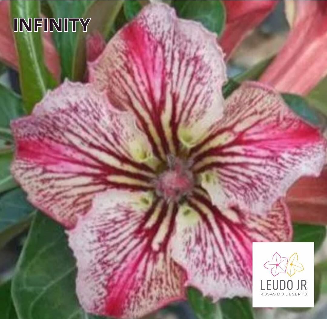 INFINITY ENXERTO