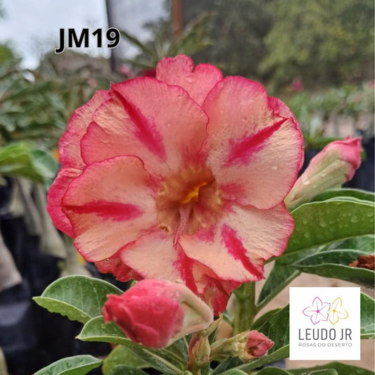 JM19 ENXERTO