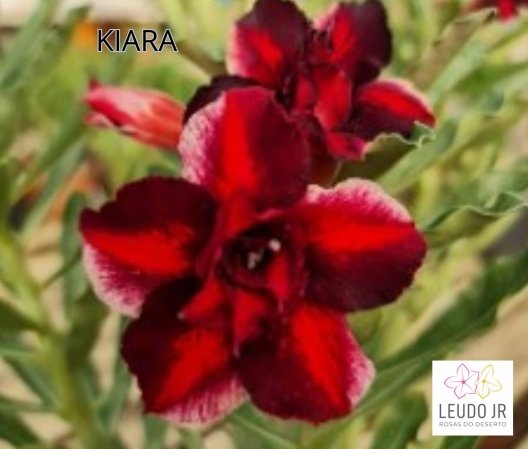 KIARA ENXERTO