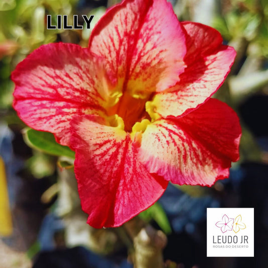 LILLY ENXERTO