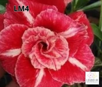 LM4 ENXERTO