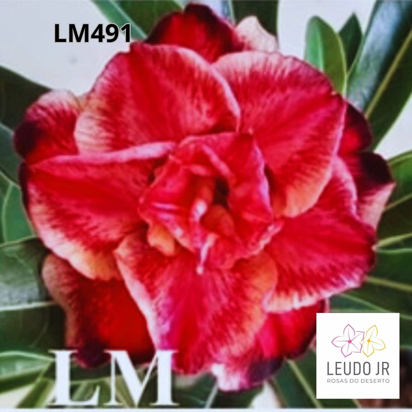 LM491 ENXERTO