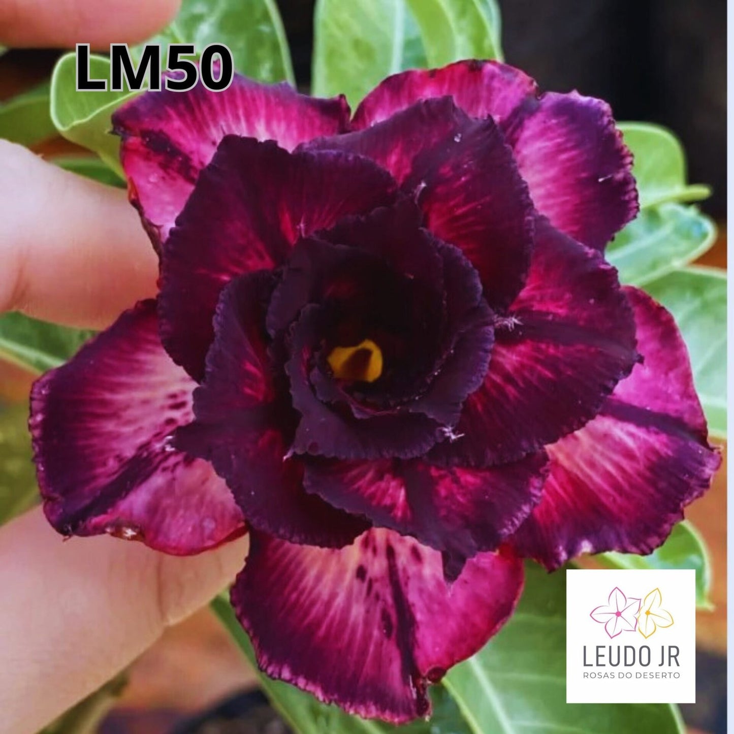 LM50 ENXERTO