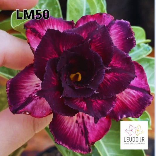 LM50 ENXERTO