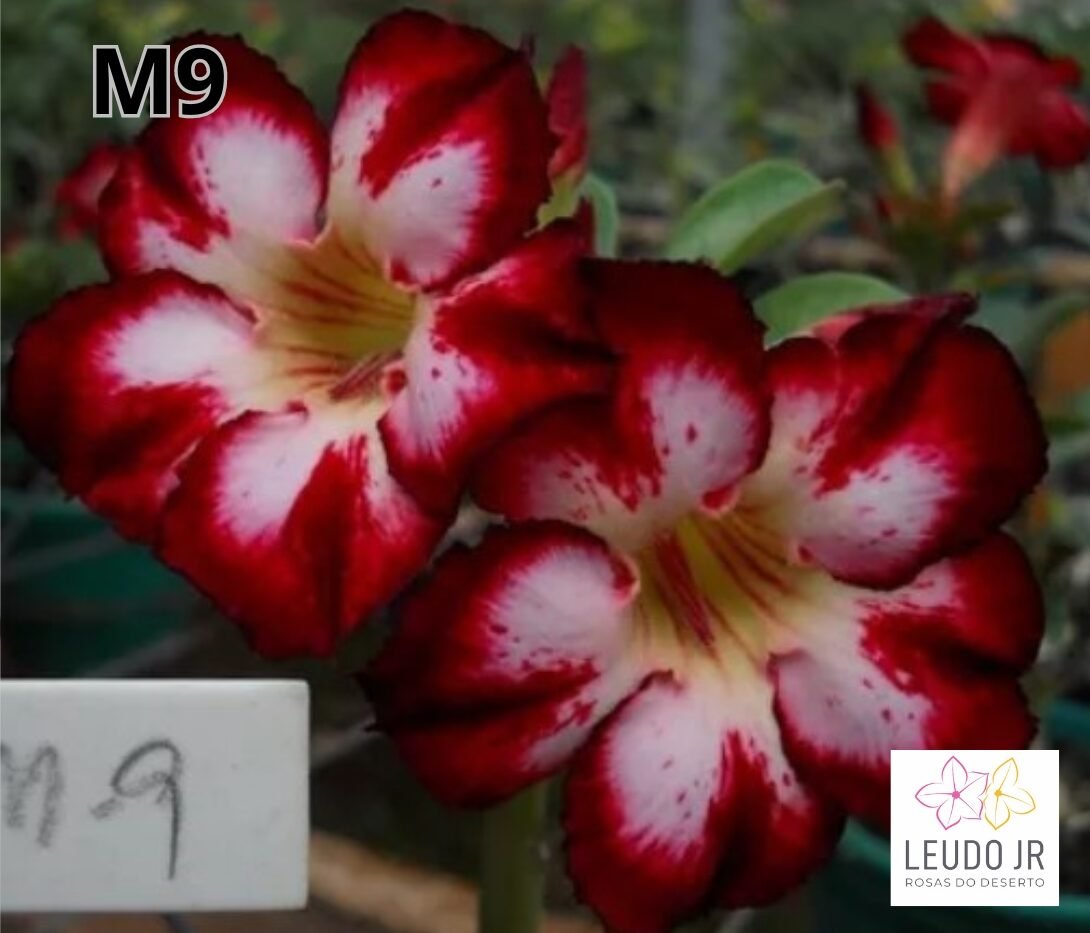 M9 ENXERTO