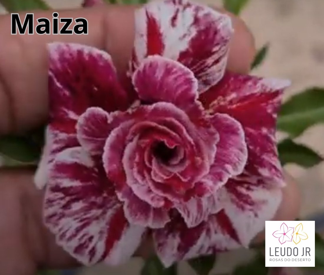 MAIZA ENXERTO