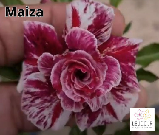 MAIZA ENXERTO