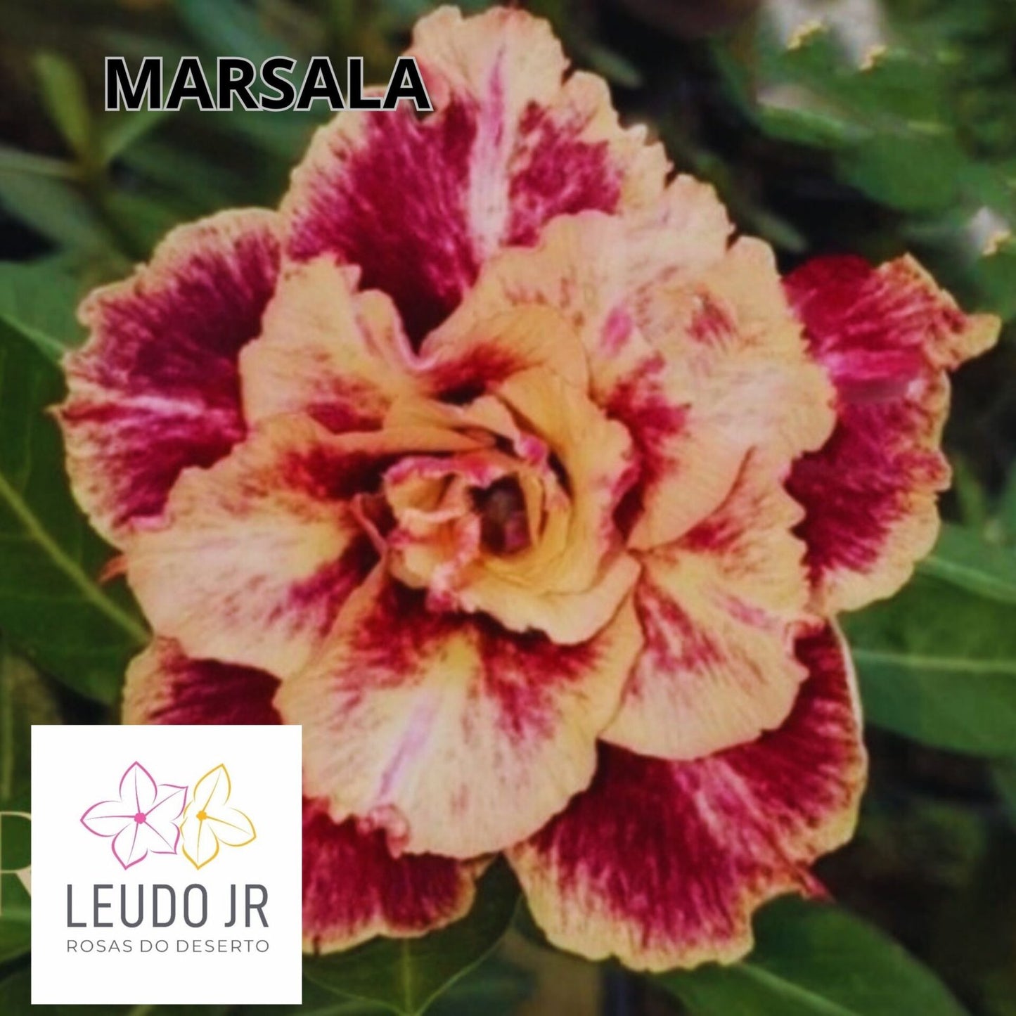 MARSALA ENXERTO