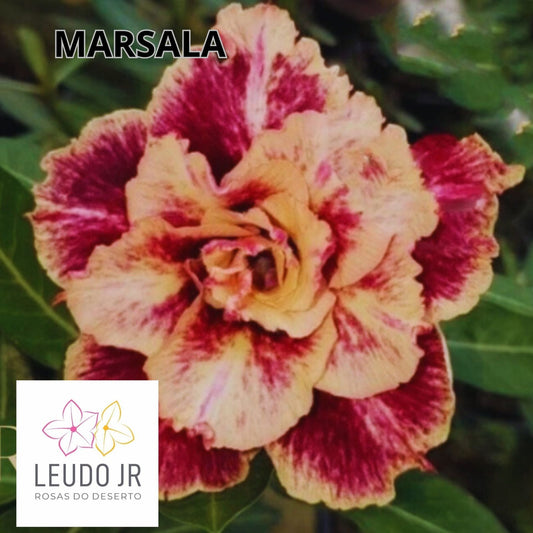 MARSALA ENXERTO