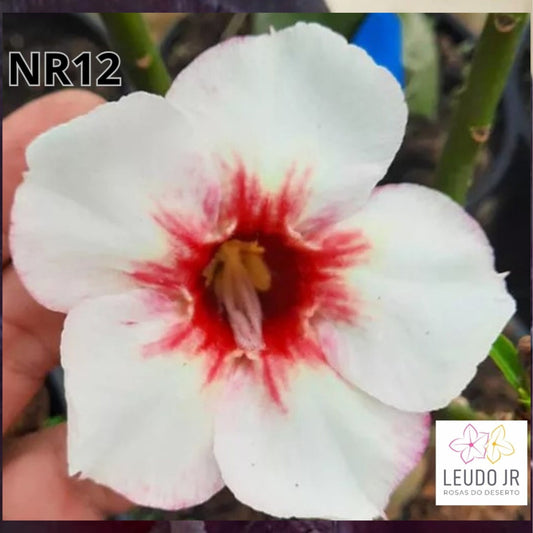 NR12 ENXERTO