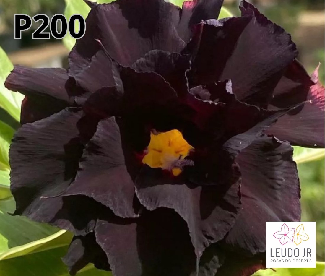 P200 ENXERTO