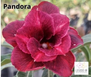 PANDORA PERFUMADA ENXERTO
