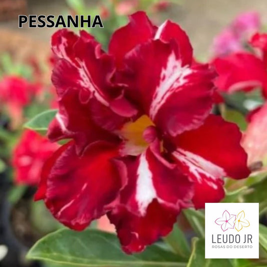 PESSANHA ENXERTO