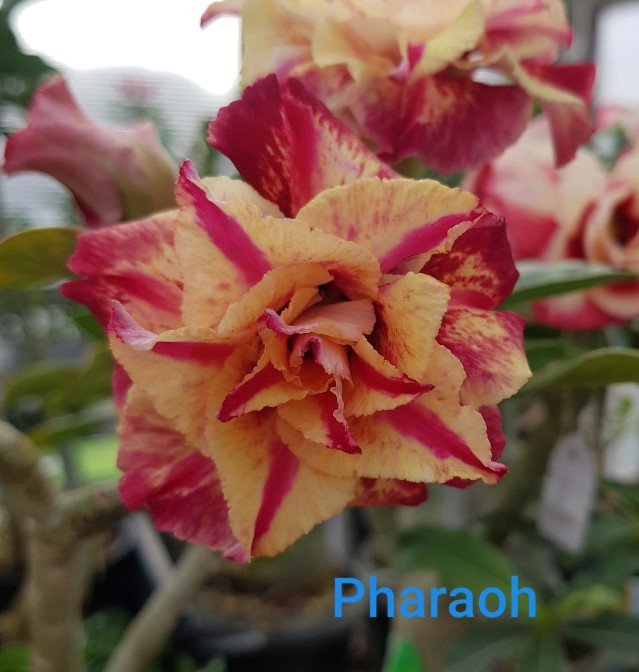 PHARAOH ENXERTO