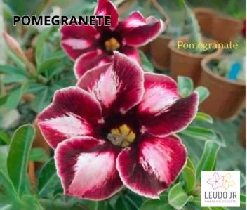 POMEGRANATE ENXERTO