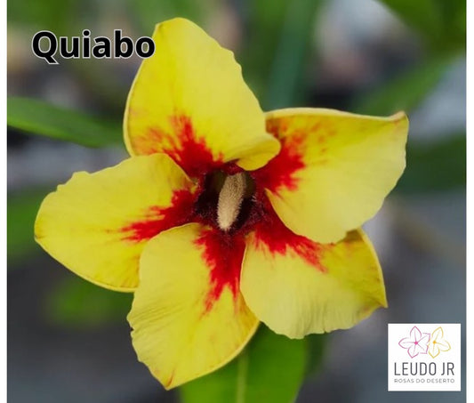 QUIABO ENXERTO