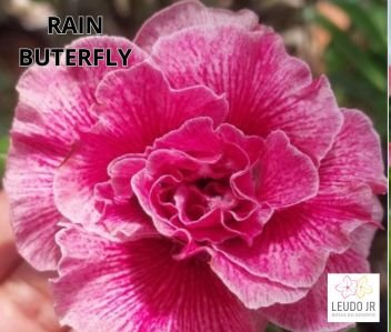 RAIN BUTERFLY ENXERTO