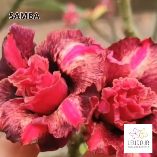 SAMBA ENXERTO
