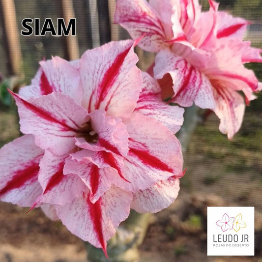 SIAM ENXERTO