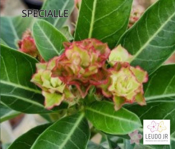 SPECIALLE ENXERTO