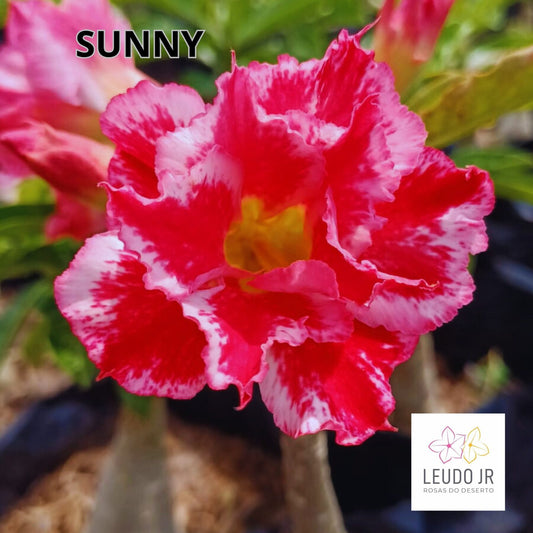 SUNNY ENXERTO