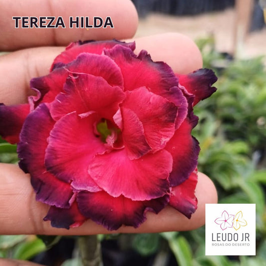 TEREZA HILDA BUQUE ENXERTO