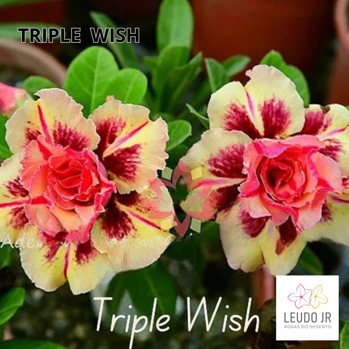 TRIPLE WISH ENXERTO