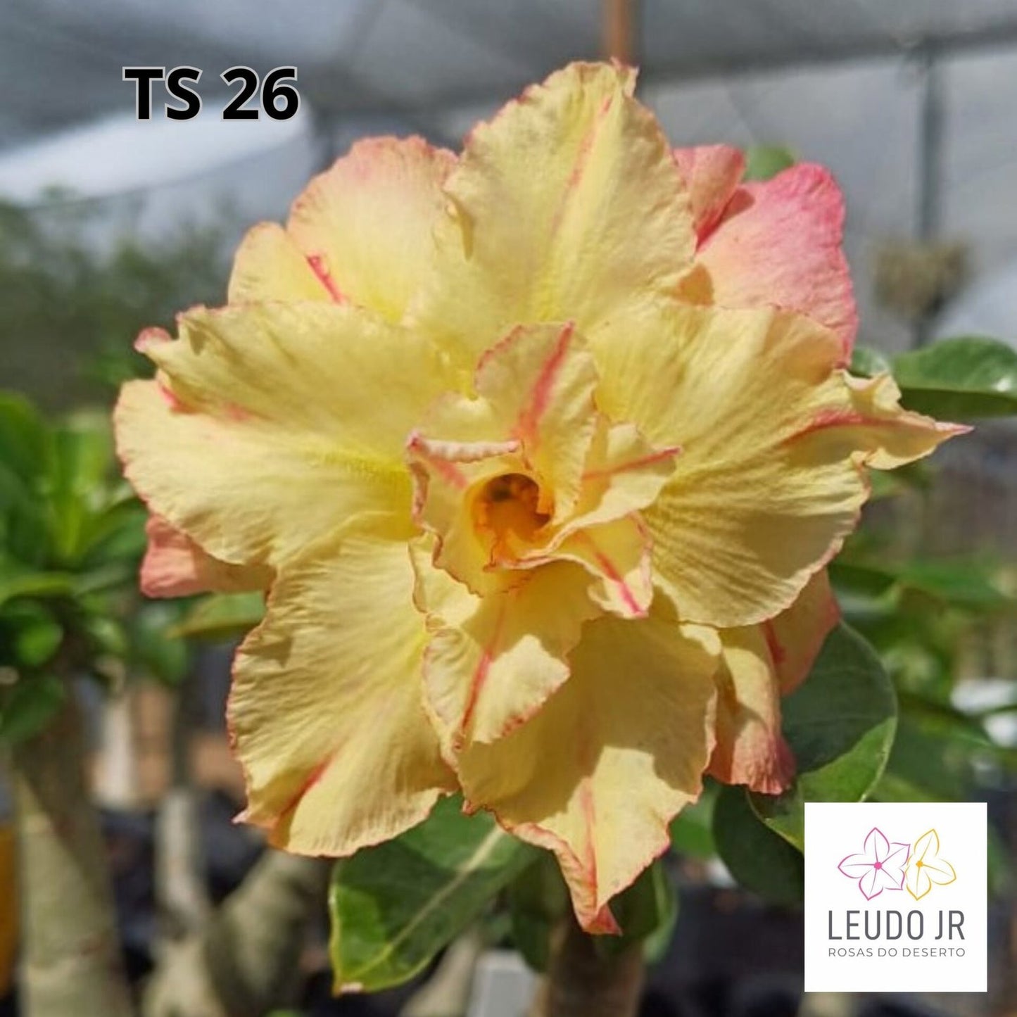 TS 26 ENXERTO