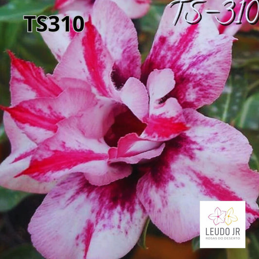 TS310 ENXERTO