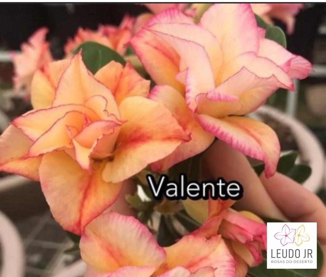 VALENTE ENXERTO
