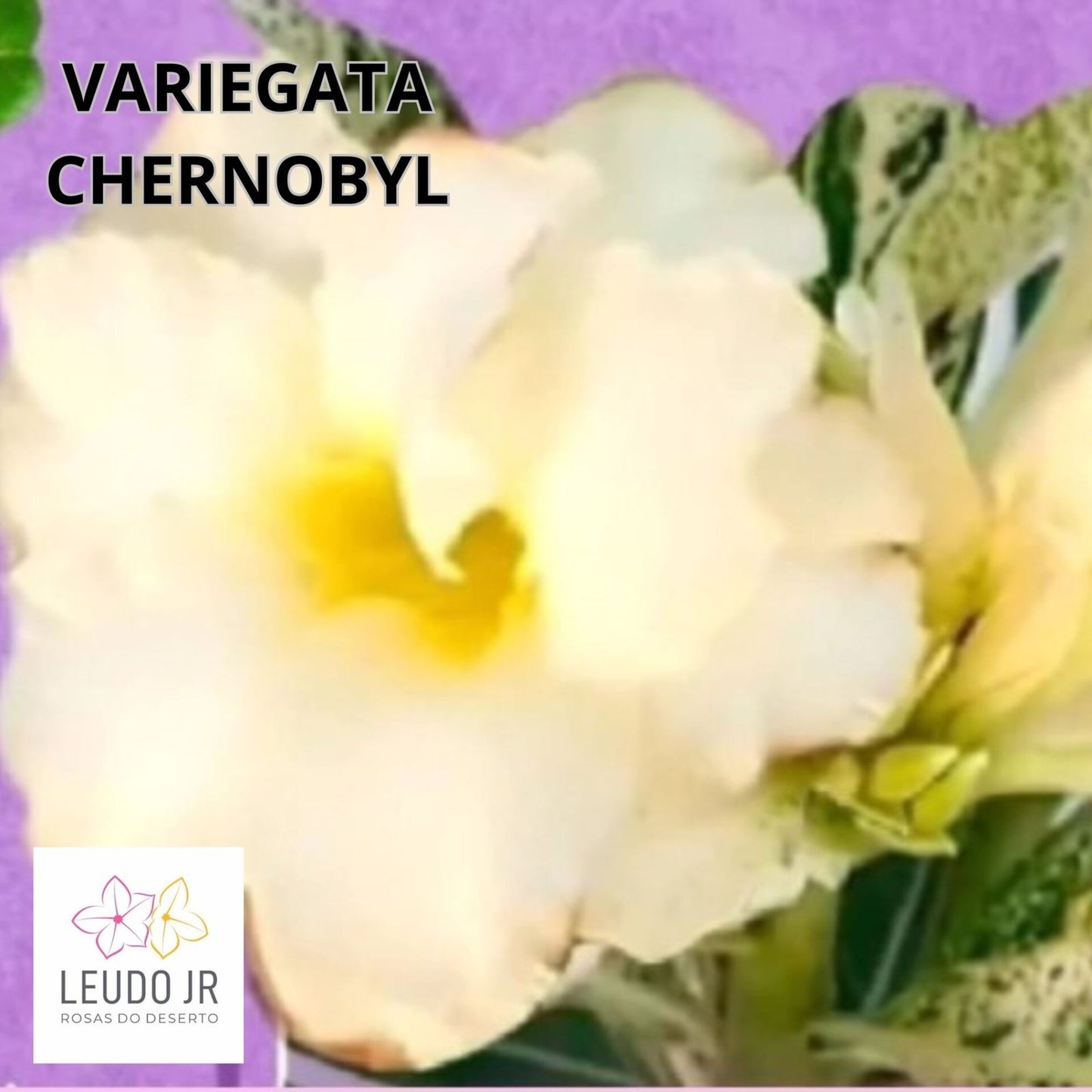 VARIEGATA CHERNOBYL ENXERTO