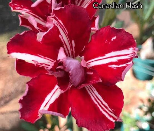 CANADIAN FLASH ENXERTO