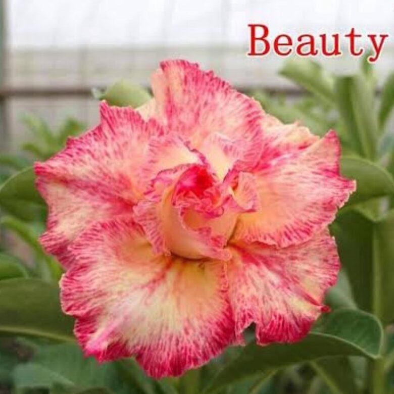BEAUTY ENXERTO